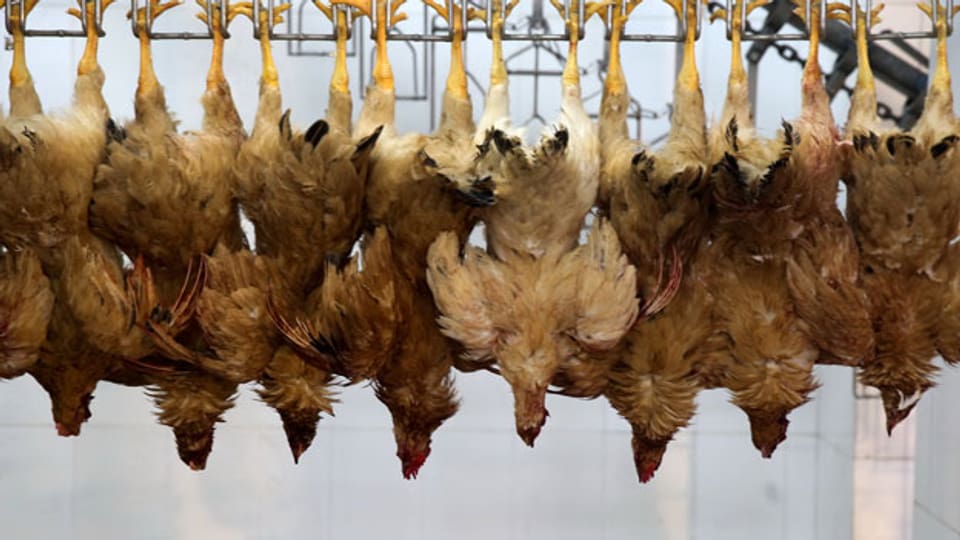 Welteit starben knapp 1000 Menschen an der Lungenkrankheit SARS. Darauf wurde in der Schweiz das alte Epidemiengesetz aus dem Jahre 1970 umgeschrieben. Bild: Tote Hühner in einem chinesischen Schlachthaus.