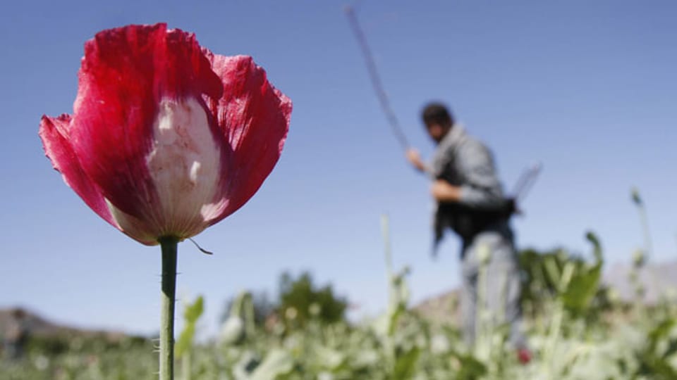 Ein afghanischer Polizist zerstört ein Schlafmohn-Feld in Alingar, Laghman Provinz, östlich von Kabul, Afghanistan. Afghanistan ist weltweit der grösste Opiumlieferant.