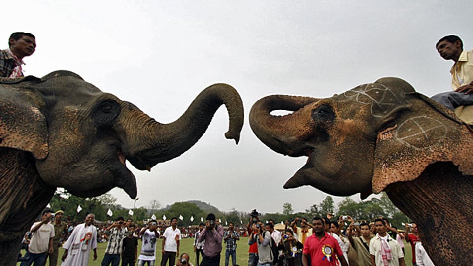 Eine von vielen Tourismus-Attraktionen Indiens: Elefanten-Kämpfe in Boko