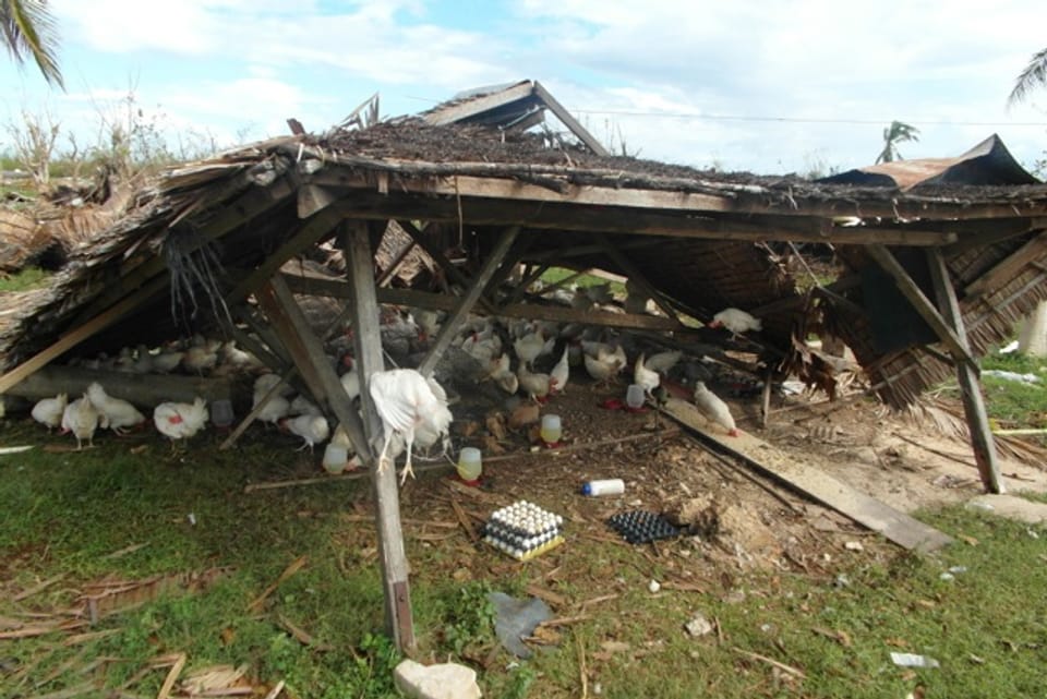 Die Hühnerfarm von Arturo Despi wurde bereits zum dritten Mal vernichet. Nach dem jüngsten Wirbelsturm bietet sich ein Bild der Zerstörung.