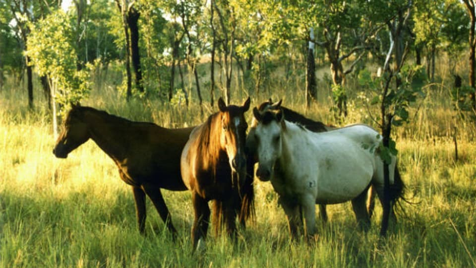 Australiens wilde Pferde werden zunehmend zum Problem.