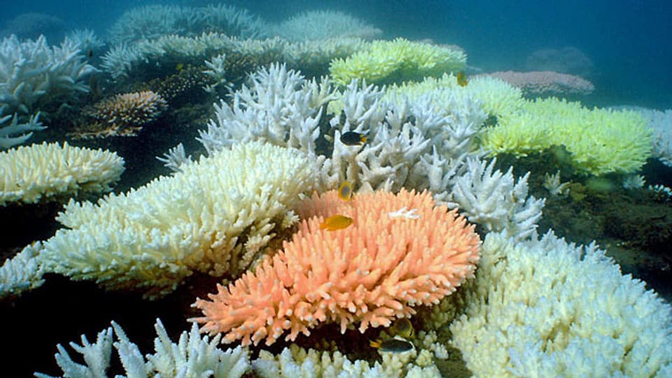 Ein schwarzer Tag für alle, die sich um das grösste Korallenriff der Welt Sorgen machen - das Great Barrier Reef - ein 2000 Kilometer langes Unterwasserparadies.