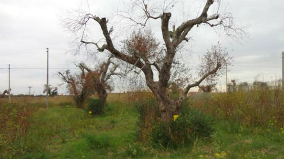 Ein mit Xylella befallener Olivenbaum in Apulien.