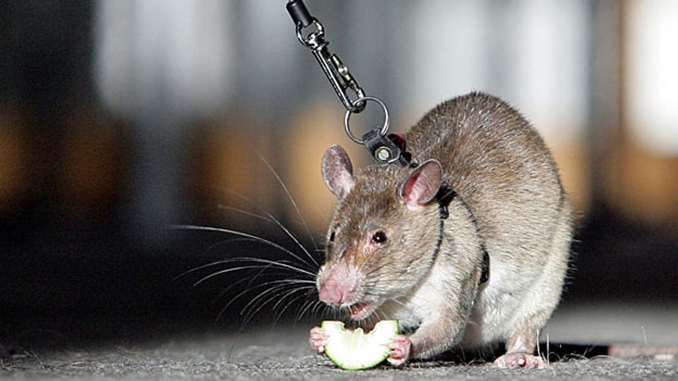 Ihr guter Geruchssinn macht Ratten seit neuestem Polizeidienst-tauglich.