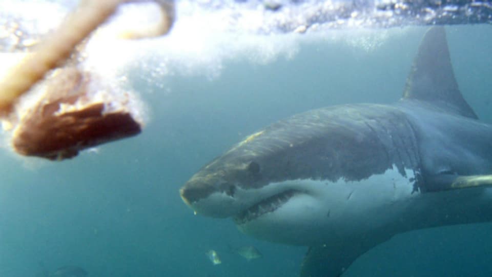 Ein weisser Hai in der nähe von Südafrika.