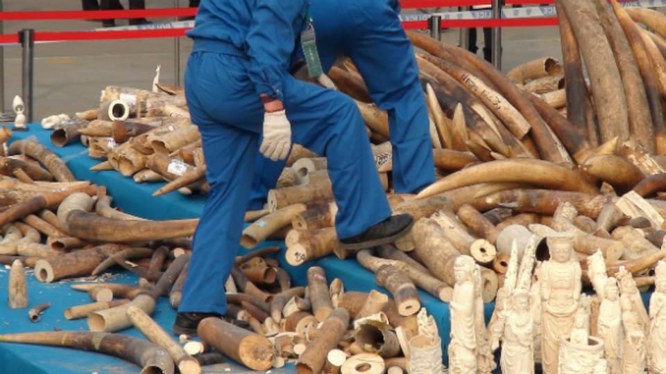 Arbeiter zerstören in Dongguan konfisziertes Elfenbein.