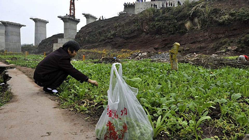 Am Rand einer chinesischen Stadt selbst gezogenes Gemüse ernten.