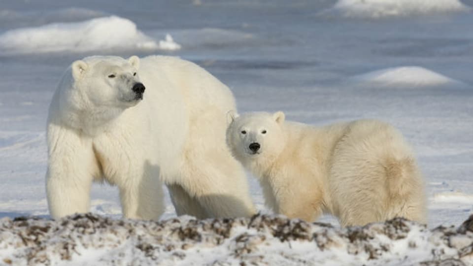 Eisbären in der Arktis - der Klimawandel macht ihnen zu schaffen.