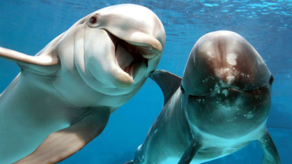 Pro Delfin können Fischer zehntausende Franken verdienen.