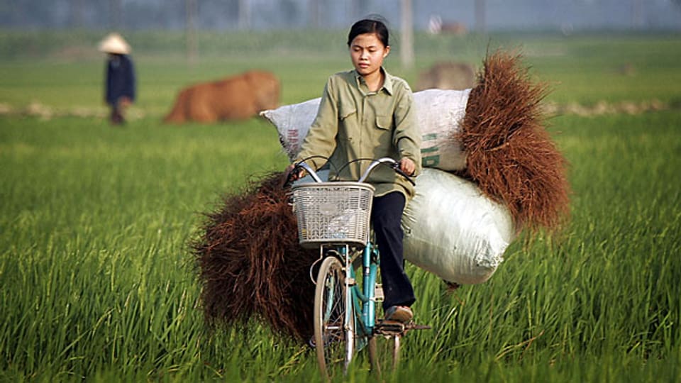 Die Stimmen der Reisbauern im Norden Thailands sind der thailändischen Premierministerin nicht mehr sicher.