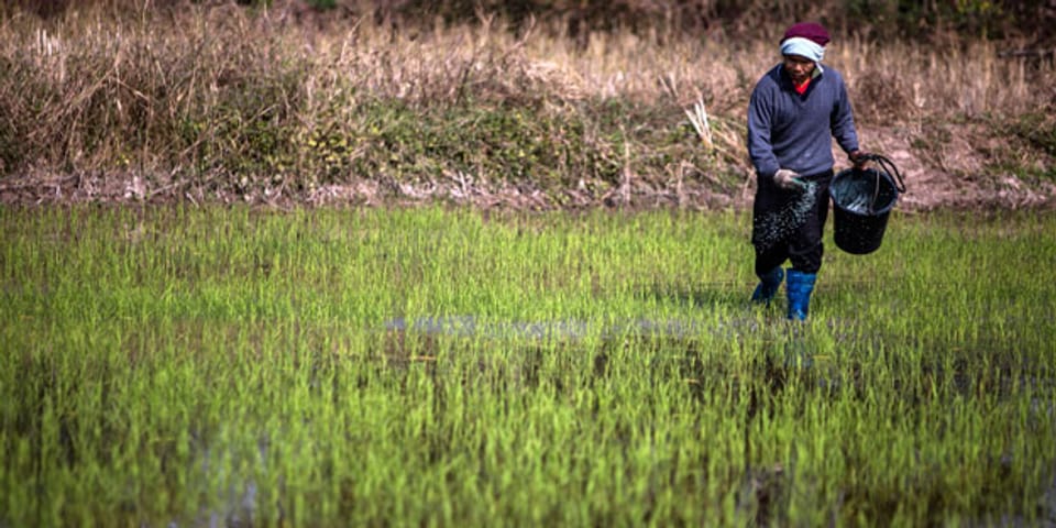 Ein Bauer  arbeitet an seinem Reisfeld in der nordöstlichen Provinz Udon Thani am 22. Januar 2014.