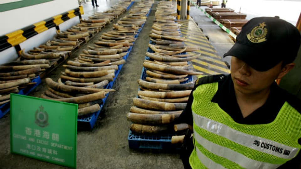Beschlagnahmte Elefantenstosszähne in Hongkong.