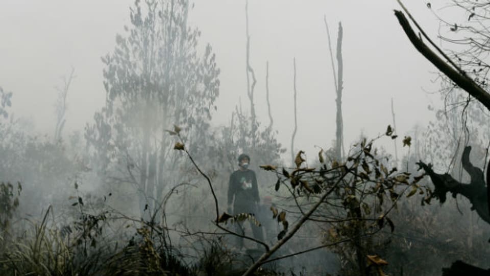 Brandrodung im Regenwald auf Borneo