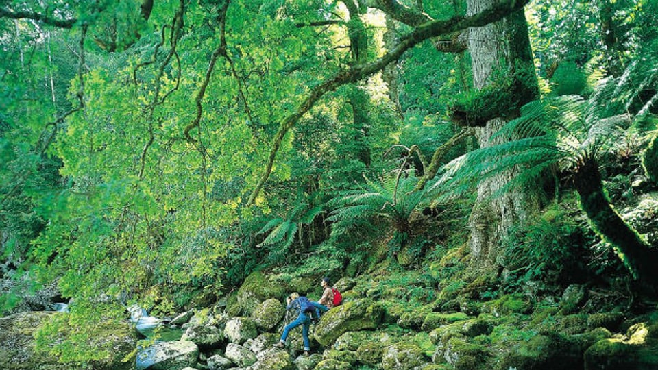 Wanderer im tasmanischen Urwald.