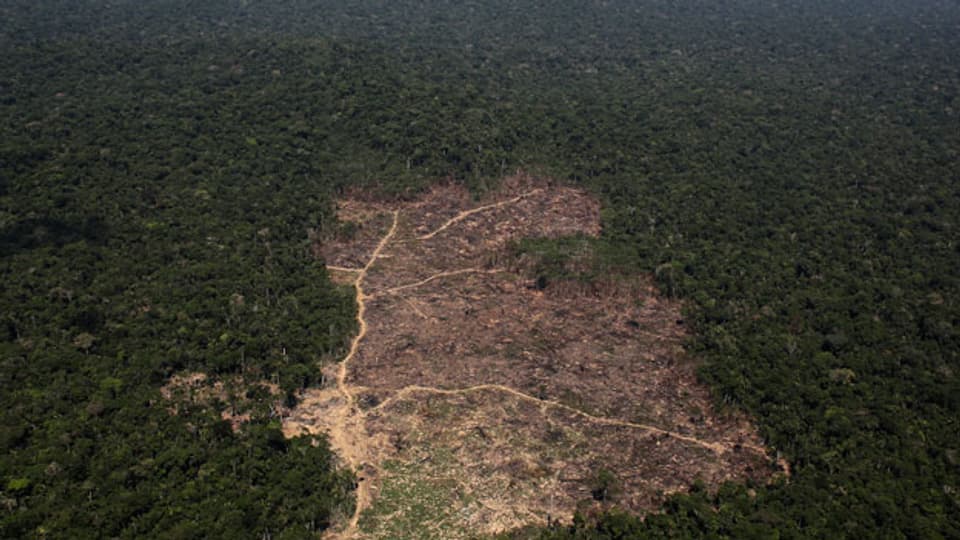 Pro Jahr verschwindet die Fläche so gross wie der Kanton Bern. Luftbild vom Amazonas-Regenwald in Brasilien.