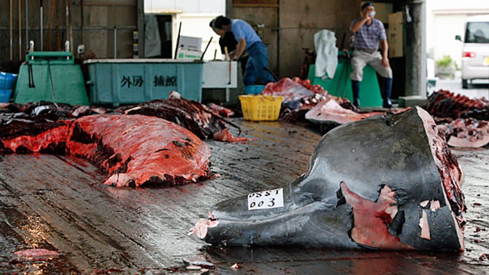 Arbeiter nach der Schlachtung eines Wals in Minamiboso, südwestlich von Tokio.