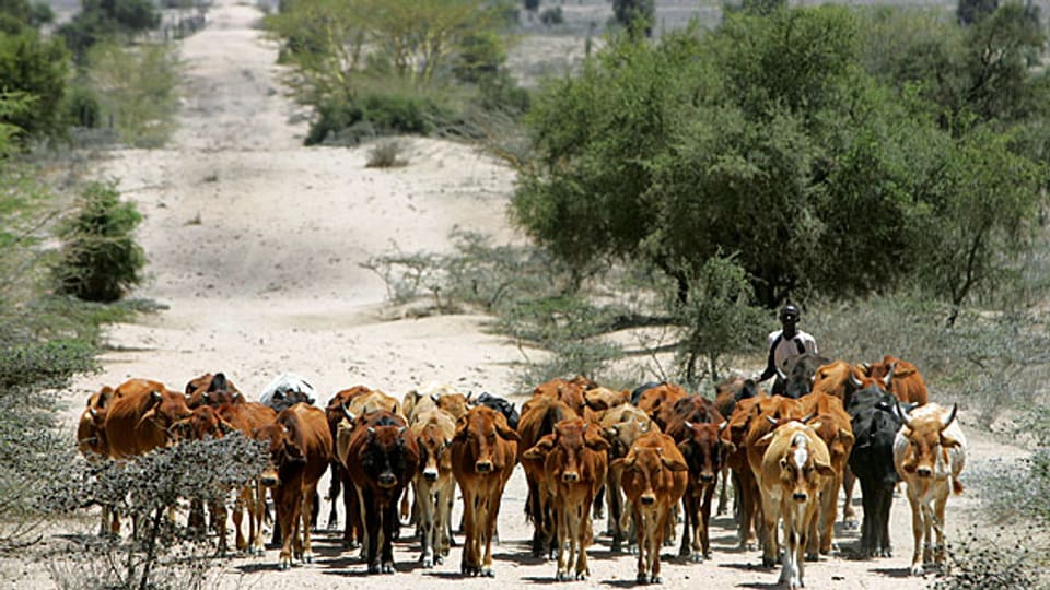 Ein Massai-Hirte in Kenia - Wasser wird ein immer knapperes Gut.