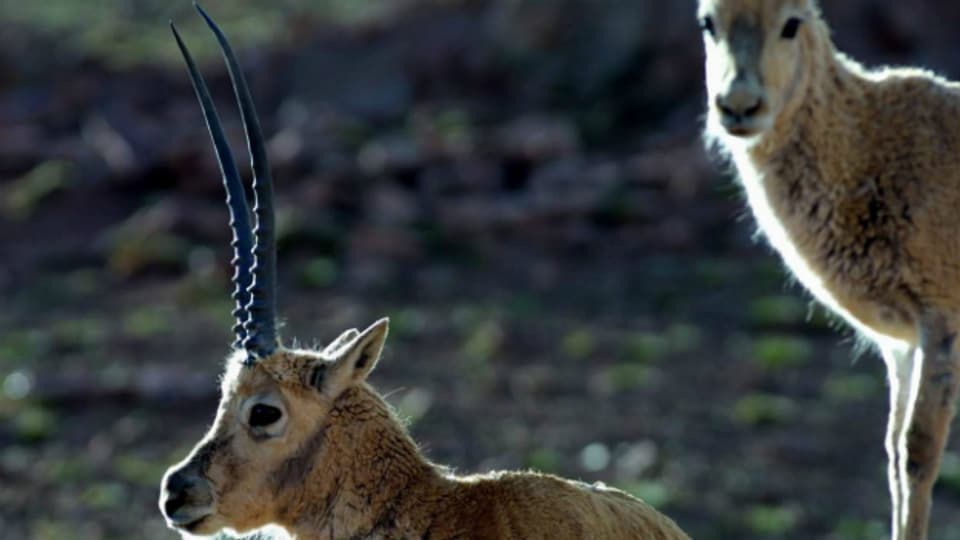 Die Tibet-Antilope: ihr Fell wird auch Königswolle (Shatush) genannt.