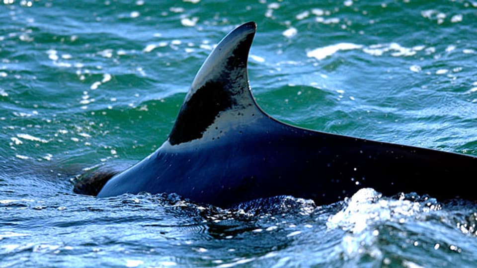 Für die Schweizer Umweltorganisation Oceancare ist jeder kommerziell erlegte Wal einer zuviel, da eine tiergerechte Tötung bei der Waljagd gar nicht möglich sei.