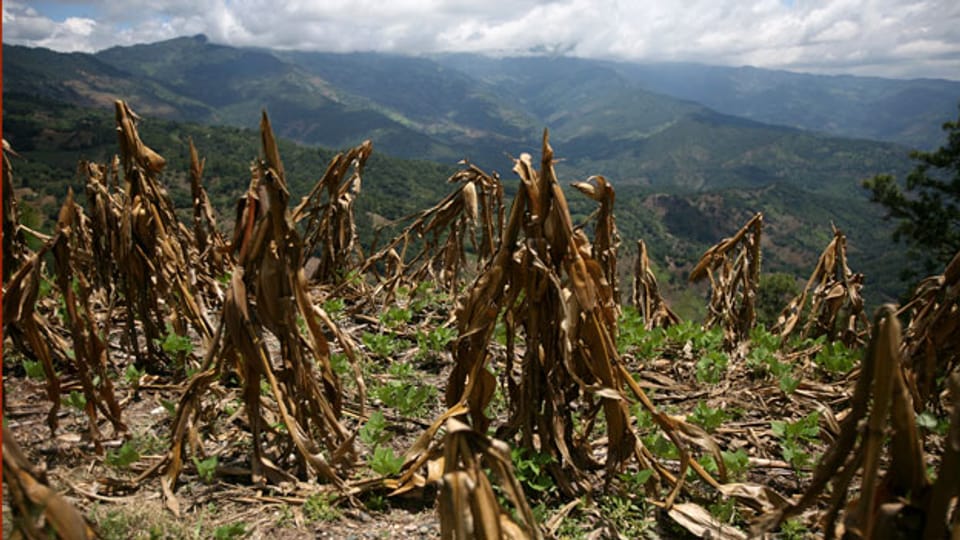 Durch Dürre ruinierte Mais-Ernte.