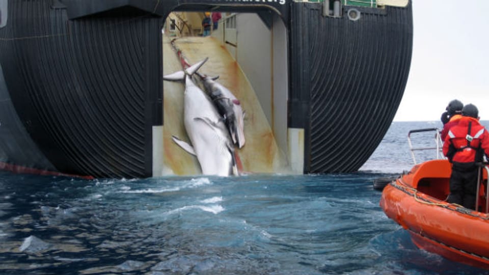 Walfang in Japan: Die japanische Regierung führt gerne wissenschaftliche Argumente ins Feld.