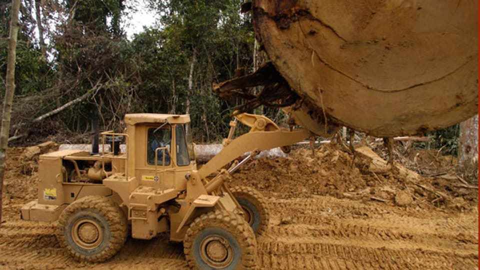 Der Lebensraum indigener Völker wird bedroht, auch durch mächtige Rohstoff-Firmen. Mit Baggern wird der Regenwald abgeholzt. (Symbolbild).