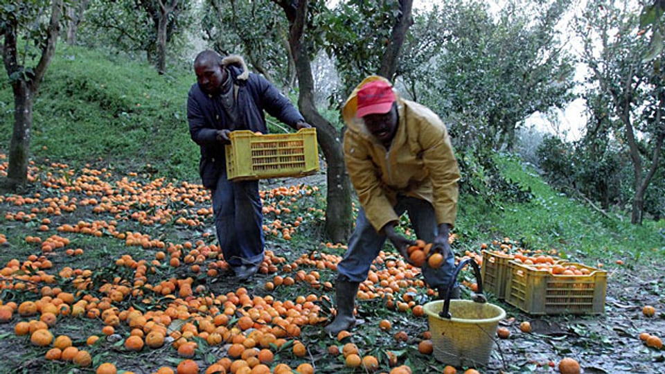 Afrikanische Erntearbeiter bei der Orangen-Ernte.