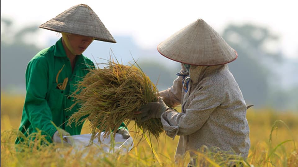 Die weltweit guten Ernten in den wichtigen Anbauländern haben sichtbare Folgen für den Agrarmarkt. Reisernte in Vietnam.