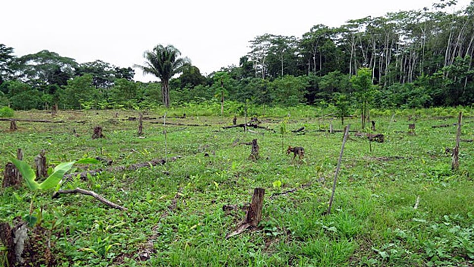 Ein Teil der Camino-Verde-Farm: Aufforstung im «Agroforestry»-System, Mischanbau Bäume, Obstbäume, Palmen, Bananen und anderes.