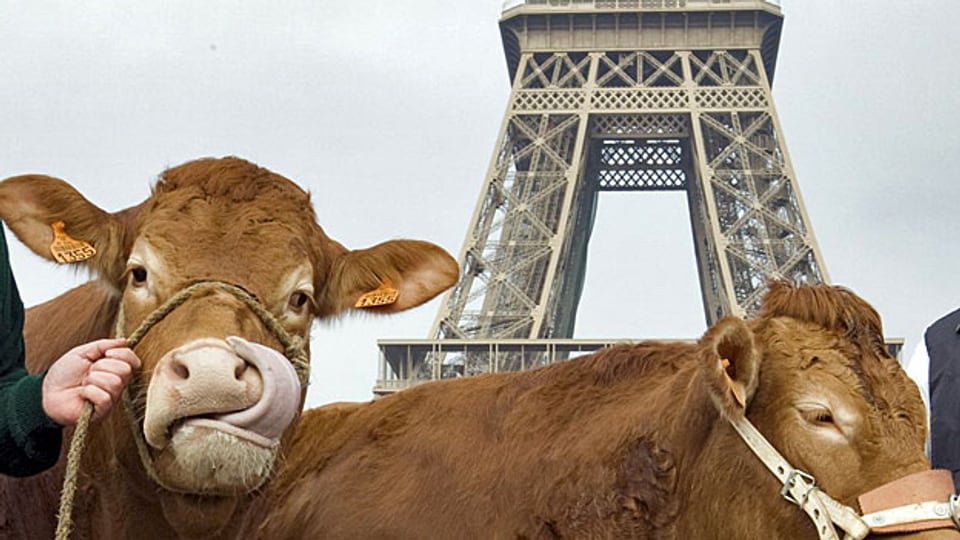 «Unerhört», klagt der französische Bauer mit den 1000 Kühen, «wir werden als Kriminelle bezeichnet - von Leuten, die keine Ahnung haben».