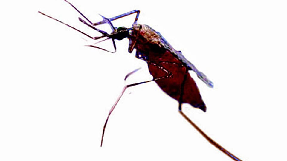 Tropenkrankheiten zu bekämpfen, ist beste Entwicklungshilfe, sagt der Experte in Basel. Die Mücke, die Malaria überträgt hat in letzter Zeit viel Aufmerksamkeit erhalten, andere Erreger wurden aber vernachlässigt.