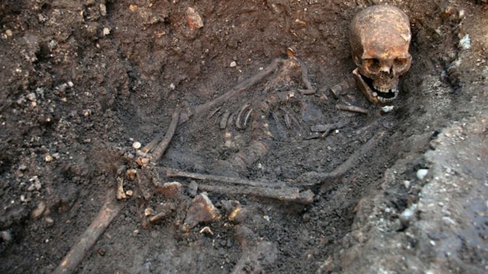 Die Überreste von Richard III., gefunden im September 2012 in Leicester.