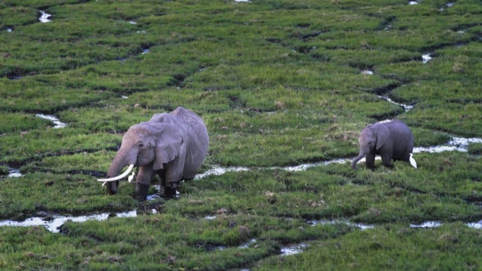 Elefanten weiden im Amboseli Nationalpark im Süden Kenyas.