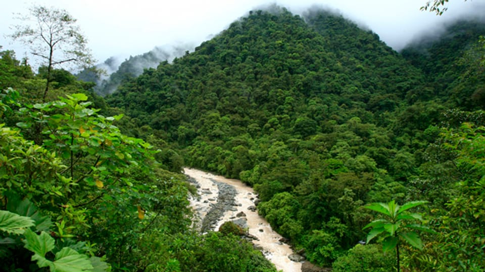 Costa Rica hat bereits vor 30 Jahren ein Programm gestartet, das Waldbesitzer entschädigt, wenn sie auf die Abholzung verzichten.