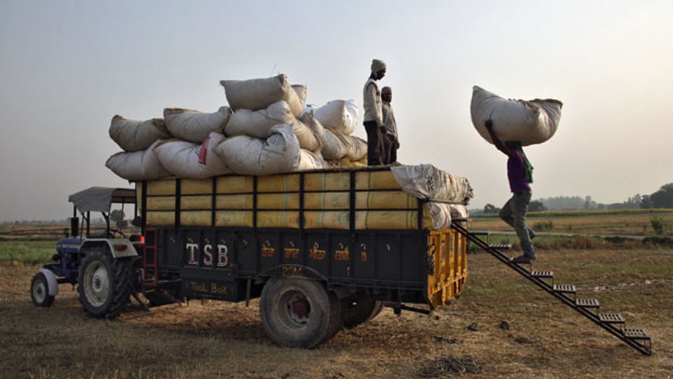 Ein Arbeiter lädt auf einem Feld in Punjab, Indien ein Bündel Weizen in einen Traktor-Wagen. Weltweit wird mit Nahrungsmitteln spekuliert. Wie sich das auf den Preis auswirkt, ist umstritten.