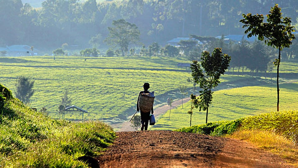 Bewässerung und gute Strassen - diese Rechnung scheint am Mount Kenya aufzugehen: Für den Teebauern im Beitrag wird mit der neuen Strasse der Weg in die nächste Stadt von zwei Stunden auf 20 Minuten verkürzt. Bild: Ein Teepflücker auf dem Weg zur Arbeit.
