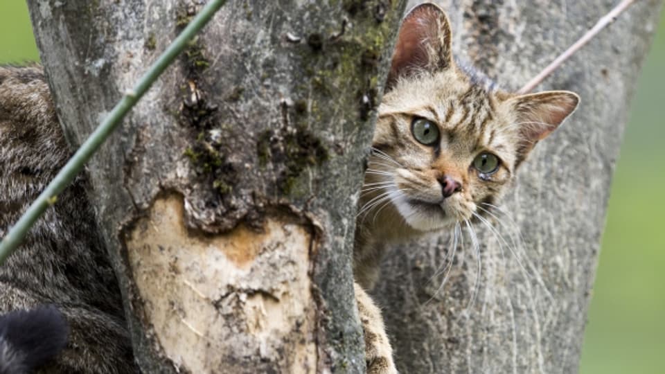Wildkatzen gefährden die Vielfalt der Tierwelt Australiens.