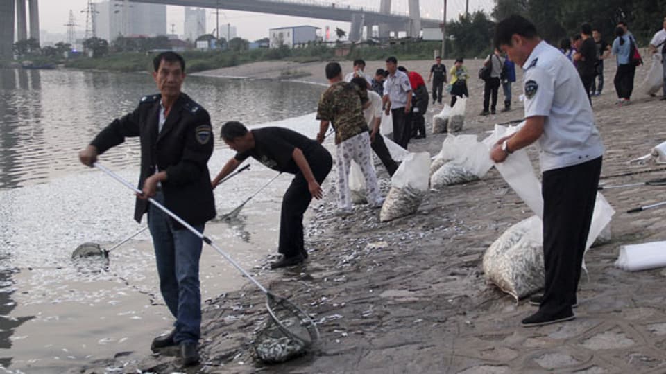 Die chinesische Regierung tut sich schwer mit der Krisenkommunikation. Arbeiter entfernen tote Fische aus dem Fluss Haihe in in Tianjin.