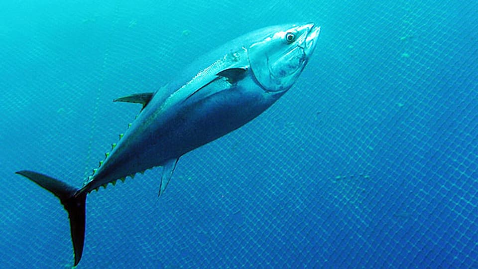 Der Blauflossen-Thunfisch - bestens für Sushi, aber fast ausgestorben.