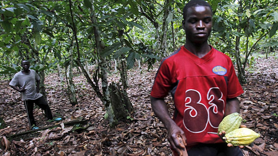 Der bittere Rohstoff kommt vor allem aus Westafrika, wo immer öfter Kinder Hand anlegen, um die steigende Nachfrage zu befriedigen. Bild: Junger Pflücker in einer Kakaoplantage in der Elfenbeinküste.