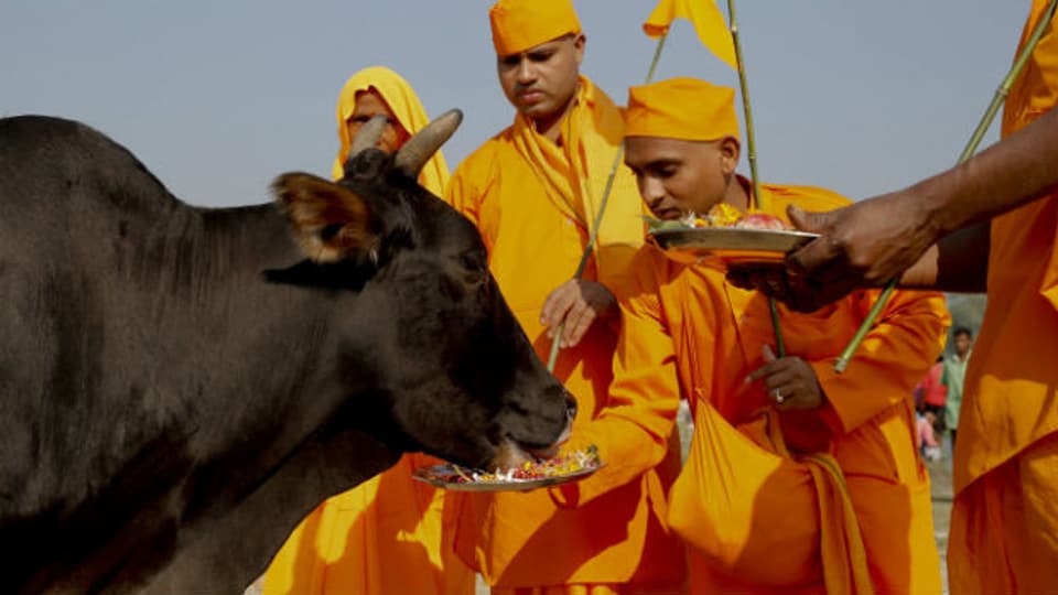 Wer sind die wahren Inder? Gerade an Kühen entzünden sich in Indien immer wieder heftige religiöse Konflikte.