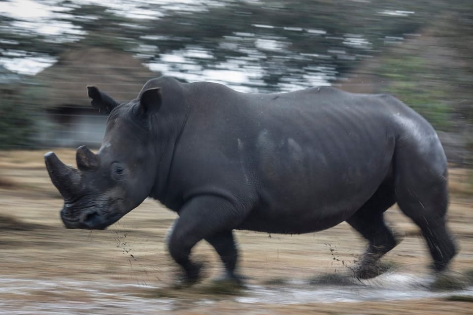 Der Handel mit Nashorn-Hörnern soll in Südafrika legal werden