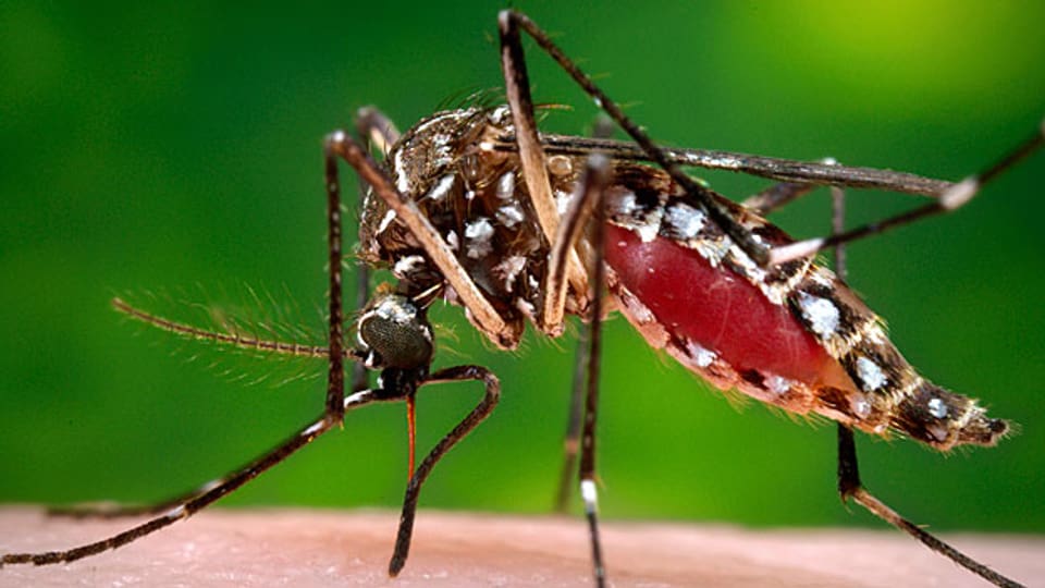 Die Bösewichtin der Tropen, die Stechmücke der Spezies «Aedes Aegypti», überträgt durch ihre Stiche neben Malaria und Denguefieber  auch das Zika-Virus. Zurzeit ist Brasilien mit einer Zika-Epidemie konfrontiert.