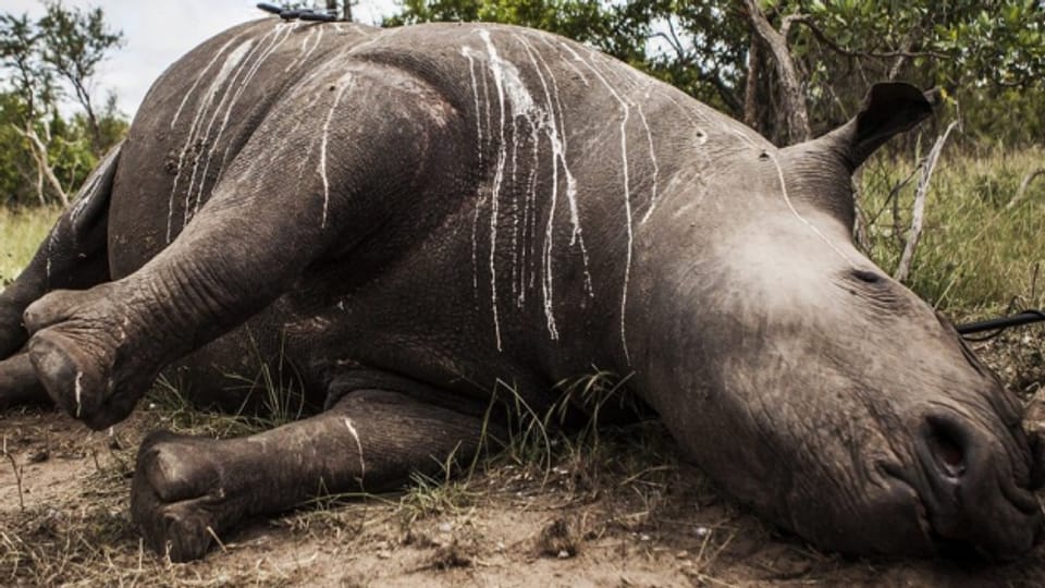 Die Wilderer gehen brutal vor, zurück bleiben im Krüger Nationalpark die Überreste der Nashörner.