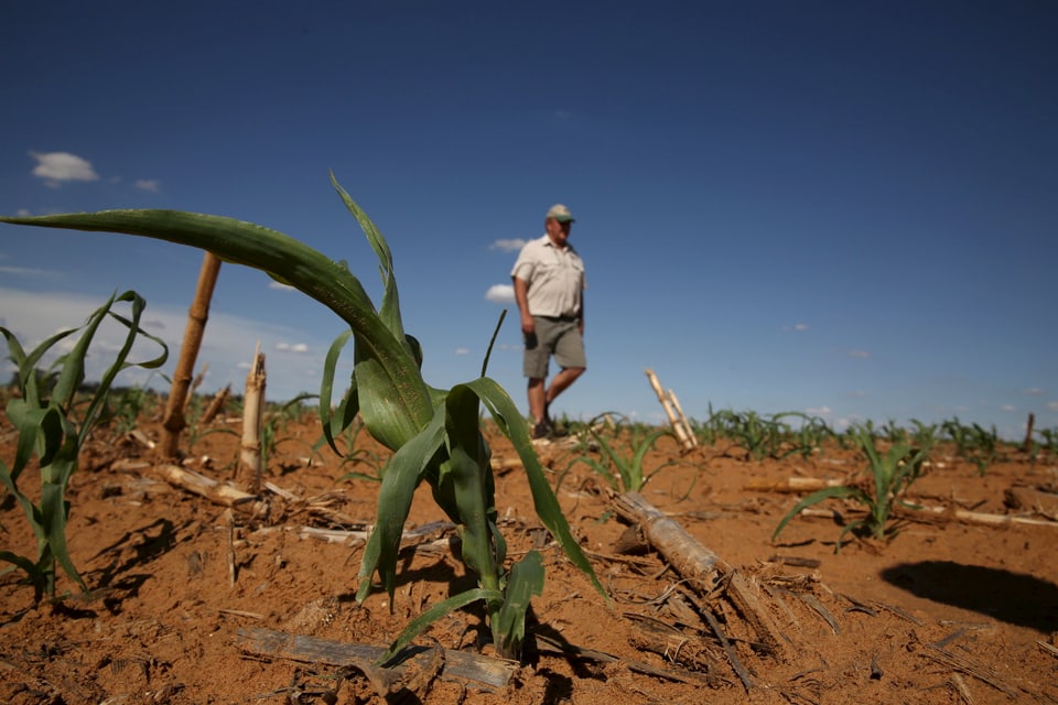 Die Dürre im südlichen Afrika ist für Millionen von Menschen existenzbedrohend