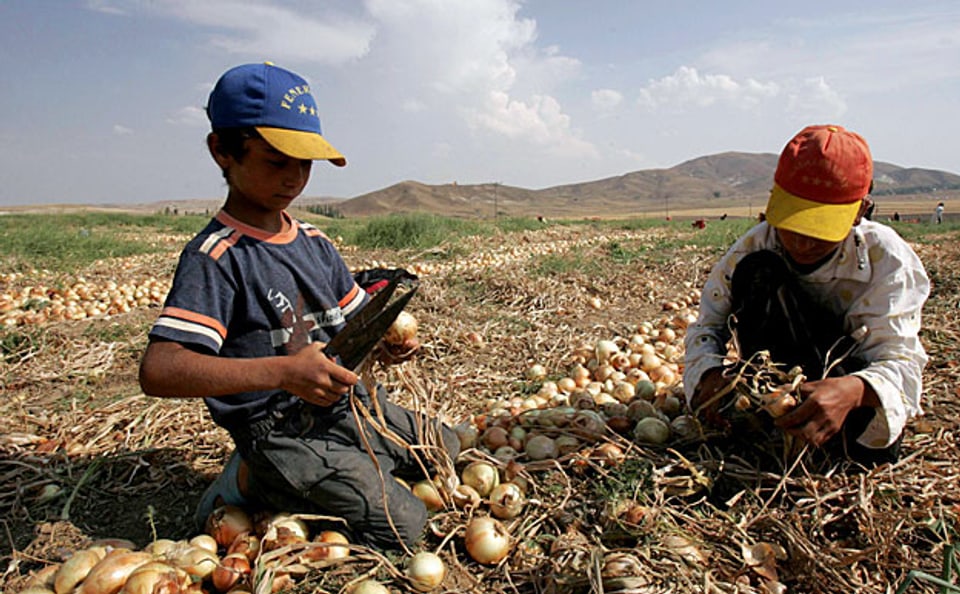 Flüchtlinge ernten Zwiebeln auf einem türkischen Landwirtschaftsbetrieb.