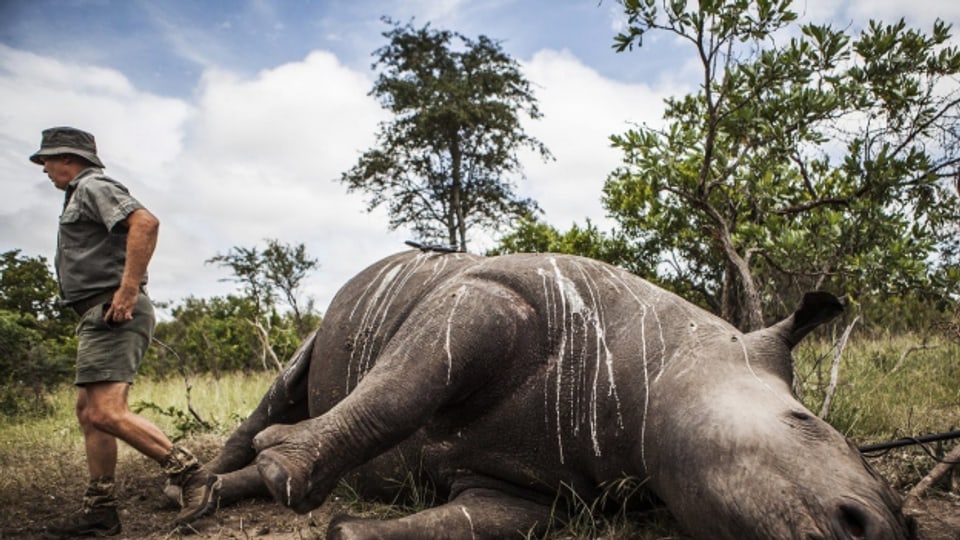 Nashorn im Krüger-Nationalpark, Südafrika, 2015 getötet.