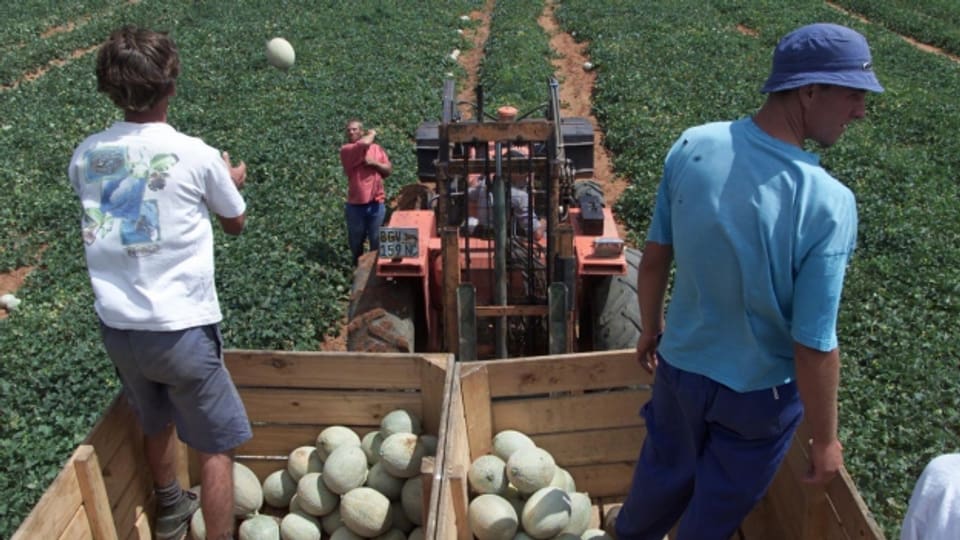 Buren unter sich: auch bei der Melonenernte sind keine schwarzen Südafrikaner zugegen