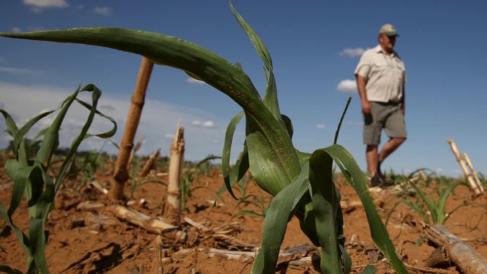 Ein Farmer inspiziert ein ausgetrocknetes Maisfeld in der südafrikanischen Provinz Free State.