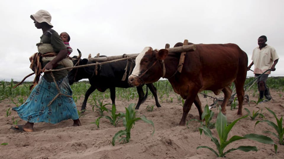 160‘000 Kühe sind wegen der Dürre verendet; 12‘000 Wasserlöcher sind trocken.